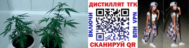 ТГК Wax  Купить  Карабаново 